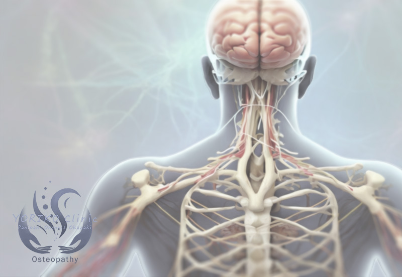 オステオパシーの働くイメージ（よりこクリニック） osteopathy_function_image2_yoriko-clinic